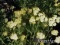 Achillea tomentosa Lemon LEMON DWARF YARROW.jpg